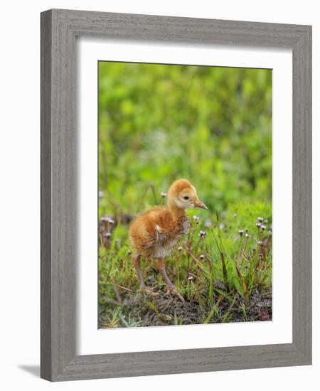 Sandhill Crane First Colt Out Foraging, Florida-Maresa Pryor-Framed Photographic Print