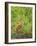 Sandhill Crane First Colt Out Foraging, Florida-Maresa Pryor-Framed Photographic Print