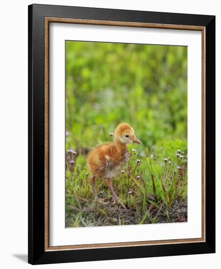 Sandhill Crane First Colt Out Foraging, Florida-Maresa Pryor-Framed Photographic Print