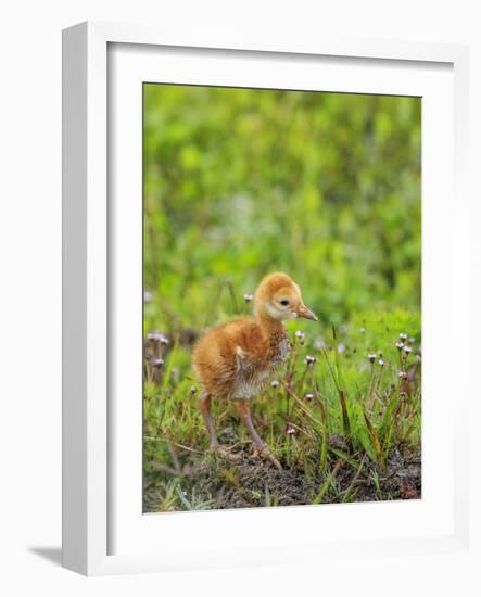 Sandhill Crane First Colt Out Foraging, Florida-Maresa Pryor-Framed Photographic Print