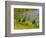 Sandhill Crane, Florida, USA-Cathy & Gordon Illg-Framed Photographic Print