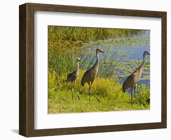 Sandhill Crane, Florida, USA-Cathy & Gordon Illg-Framed Photographic Print