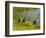 Sandhill Crane, Florida, USA-Cathy & Gordon Illg-Framed Photographic Print