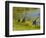 Sandhill Crane, Florida, USA-Cathy & Gordon Illg-Framed Photographic Print