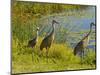 Sandhill Crane, Florida, USA-Cathy & Gordon Illg-Mounted Photographic Print