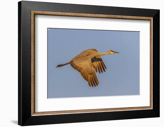 Sandhill crane flying at sunrise. Bosque del Apache National Wildlife Refuge, New Mexico-Adam Jones-Framed Photographic Print