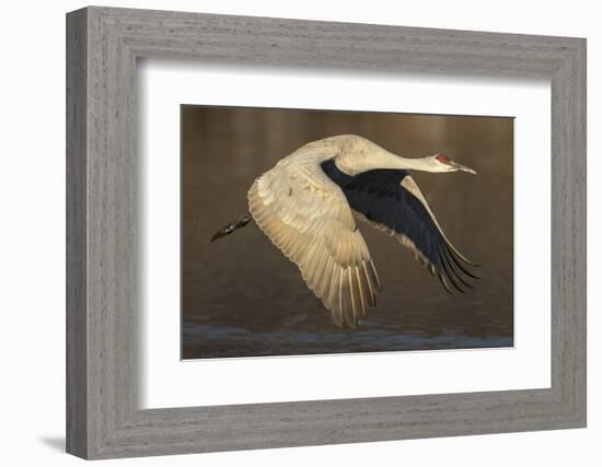 Sandhill crane flying Bosque del Apache National Wildlife Refuge, New Mexico, USA-Maresa Pryor-Framed Photographic Print