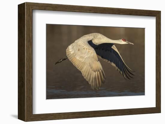 Sandhill crane flying Bosque del Apache National Wildlife Refuge, New Mexico, USA-Maresa Pryor-Framed Photographic Print