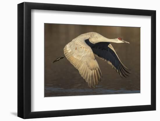 Sandhill crane flying Bosque del Apache National Wildlife Refuge, New Mexico, USA-Maresa Pryor-Framed Photographic Print