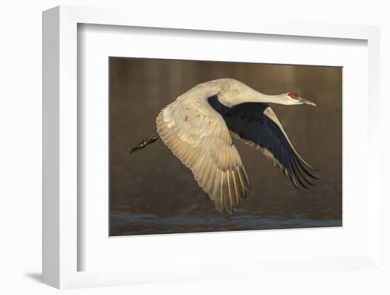 Sandhill crane flying Bosque del Apache National Wildlife Refuge, New Mexico, USA-Maresa Pryor-Framed Photographic Print