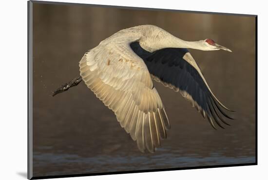 Sandhill crane flying Bosque del Apache National Wildlife Refuge, New Mexico, USA-Maresa Pryor-Mounted Photographic Print