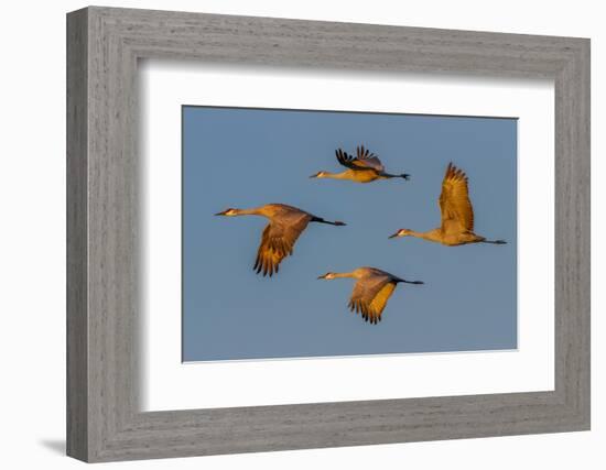 Sandhill crane flying. Bosque del Apache National Wildlife Refuge, New Mexico-Adam Jones-Framed Photographic Print