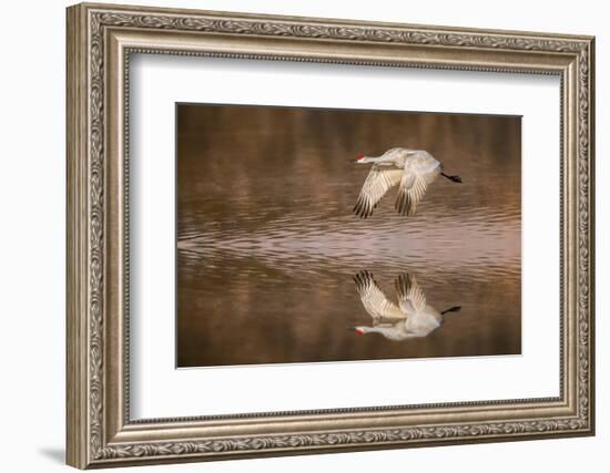 Sandhill crane flying. Bosque del Apache National Wildlife Refuge, New Mexico-Adam Jones-Framed Photographic Print