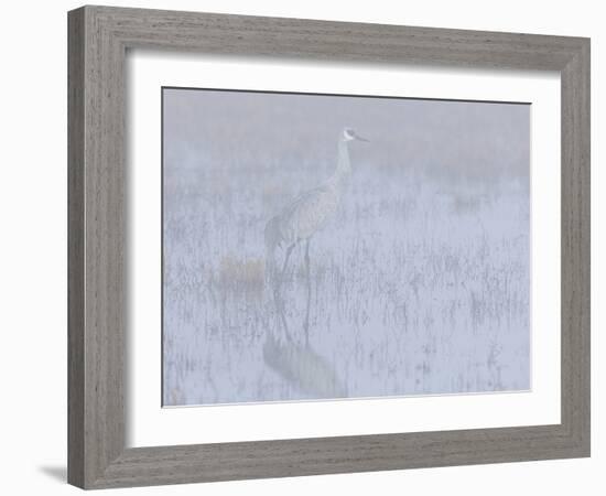 Sandhill crane, foggy morning, Bosque del Apache National Wildlife Refuge, New Mexico-Maresa Pryor-Framed Photographic Print