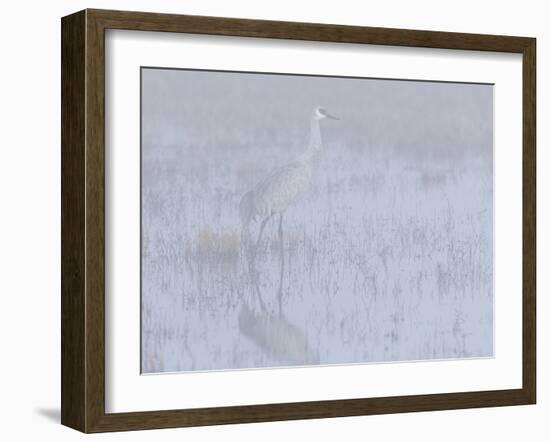 Sandhill crane, foggy morning, Bosque del Apache National Wildlife Refuge, New Mexico-Maresa Pryor-Framed Photographic Print