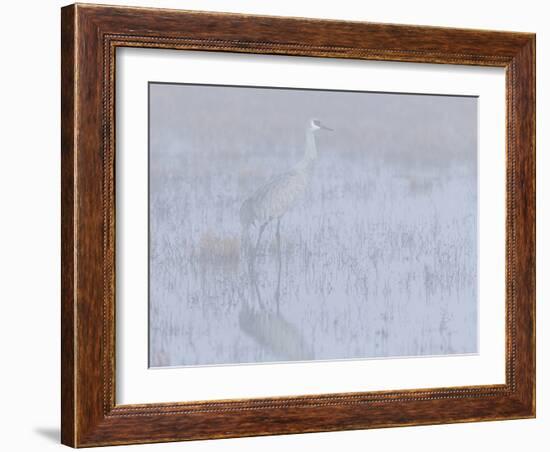 Sandhill crane, foggy morning, Bosque del Apache National Wildlife Refuge, New Mexico-Maresa Pryor-Framed Photographic Print