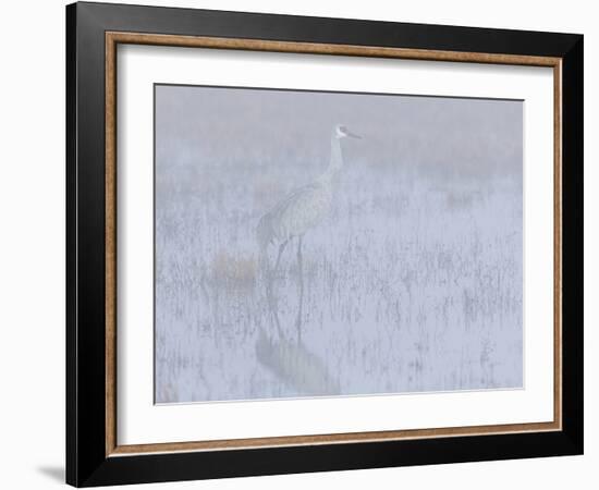 Sandhill crane, foggy morning, Bosque del Apache National Wildlife Refuge, New Mexico-Maresa Pryor-Framed Photographic Print