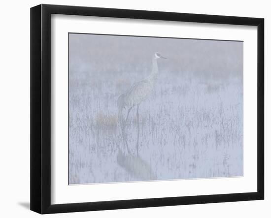 Sandhill crane, foggy morning, Bosque del Apache National Wildlife Refuge, New Mexico-Maresa Pryor-Framed Photographic Print