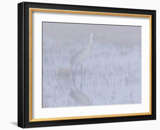 Sandhill crane, foggy morning, Bosque del Apache National Wildlife Refuge, New Mexico-Maresa Pryor-Framed Photographic Print