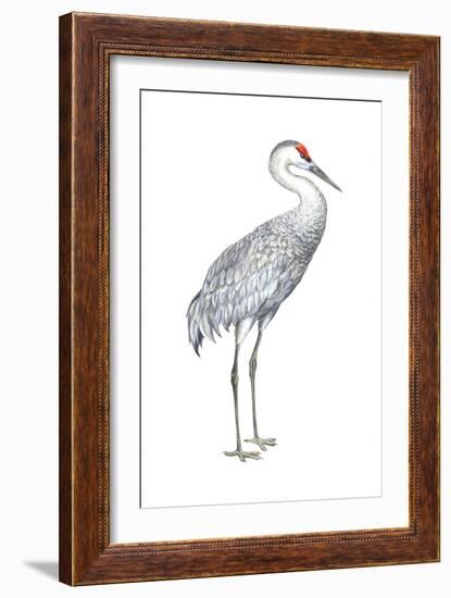 Sandhill Crane (Grus Canadensis), Birds-Encyclopaedia Britannica-Framed Art Print