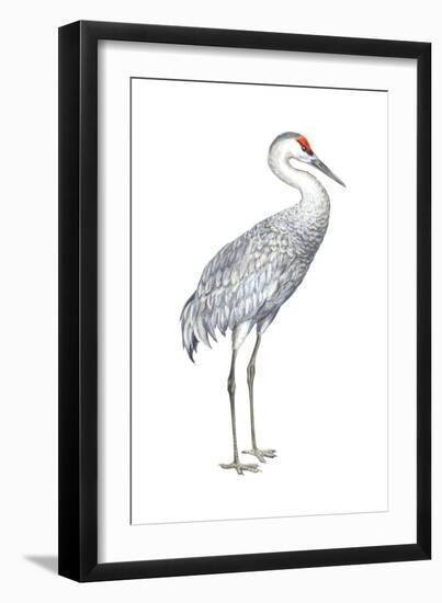 Sandhill Crane (Grus Canadensis), Birds-Encyclopaedia Britannica-Framed Art Print