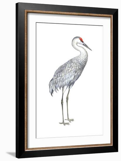 Sandhill Crane (Grus Canadensis), Birds-Encyclopaedia Britannica-Framed Art Print