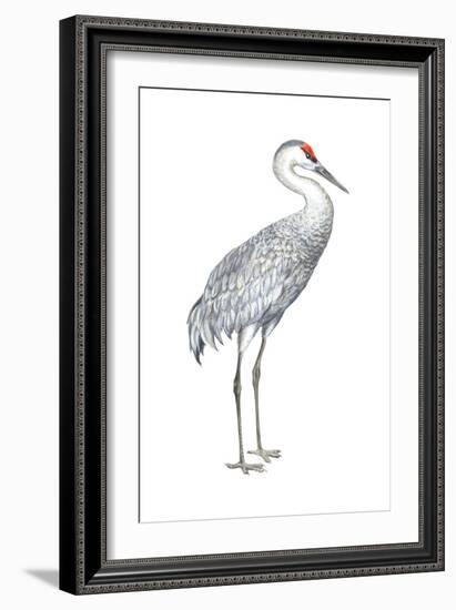 Sandhill Crane (Grus Canadensis), Birds-Encyclopaedia Britannica-Framed Art Print