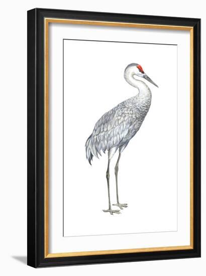 Sandhill Crane (Grus Canadensis), Birds-Encyclopaedia Britannica-Framed Art Print