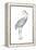 Sandhill Crane (Grus Canadensis), Birds-Encyclopaedia Britannica-Framed Stretched Canvas