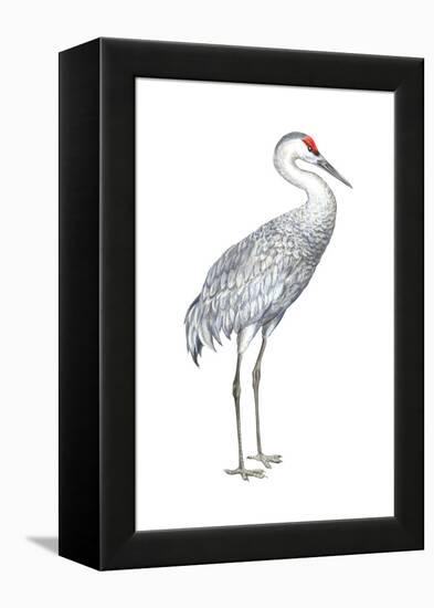 Sandhill Crane (Grus Canadensis), Birds-Encyclopaedia Britannica-Framed Stretched Canvas