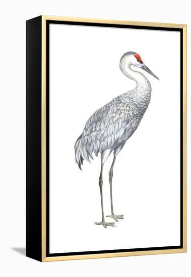 Sandhill Crane (Grus Canadensis), Birds-Encyclopaedia Britannica-Framed Stretched Canvas