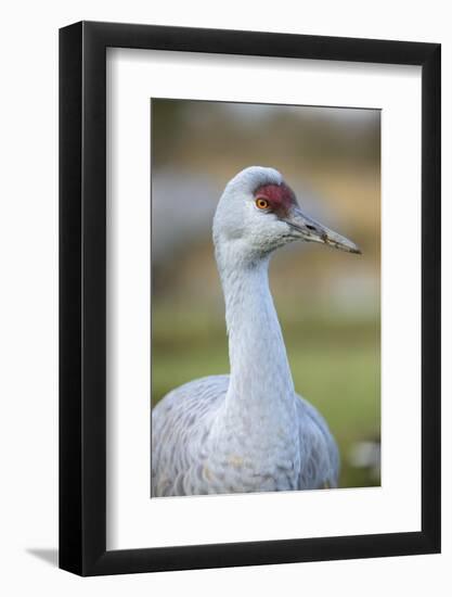 Sandhill Crane (Grus Canadensis) British Columbia, Canada. December-Gerrit Vyn-Framed Photographic Print