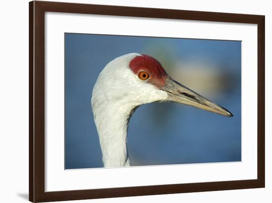 Sandhill Crane, Grus Canadensis Close Up of Head-Richard Wright-Framed Photographic Print