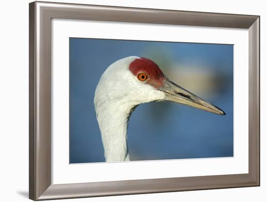 Sandhill Crane, Grus Canadensis Close Up of Head-Richard Wright-Framed Photographic Print