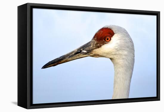 Sandhill Crane, Grus Canadensis, Close Up of Heads-Richard Wright-Framed Premier Image Canvas