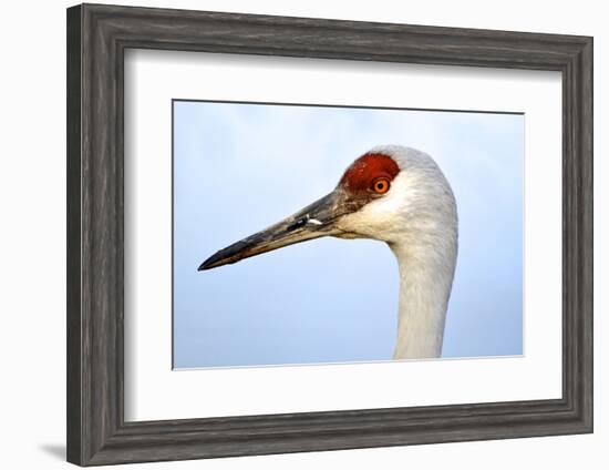 Sandhill Crane, Grus Canadensis, Close Up of Heads-Richard Wright-Framed Photographic Print