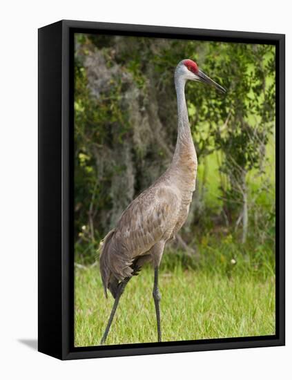 Sandhill Crane (Grus Canadensis), Everglades, Florida, United States of America, North America-Michael DeFreitas-Framed Premier Image Canvas