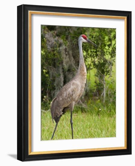 Sandhill Crane (Grus Canadensis), Everglades, Florida, United States of America, North America-Michael DeFreitas-Framed Photographic Print