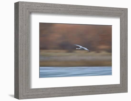 Sandhill Crane (Grus Canadensis) in Flight Parachuting on Approach to Landing-James Hager-Framed Photographic Print