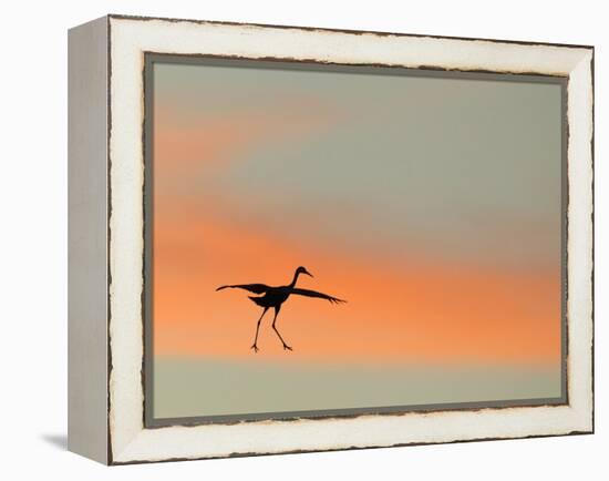 Sandhill Crane (Grus Canadensis) Landing at Sunset. North America-Diane McAllister-Framed Premier Image Canvas