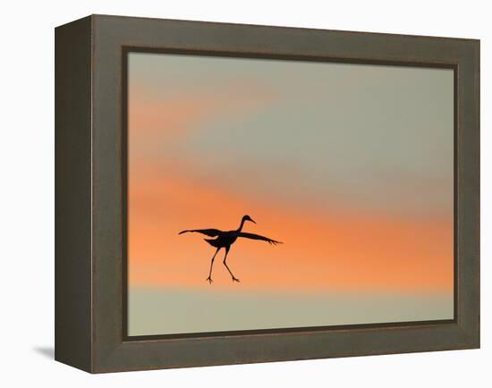 Sandhill Crane (Grus Canadensis) Landing at Sunset. North America-Diane McAllister-Framed Premier Image Canvas