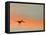 Sandhill Crane (Grus Canadensis) Landing at Sunset. North America-Diane McAllister-Framed Premier Image Canvas
