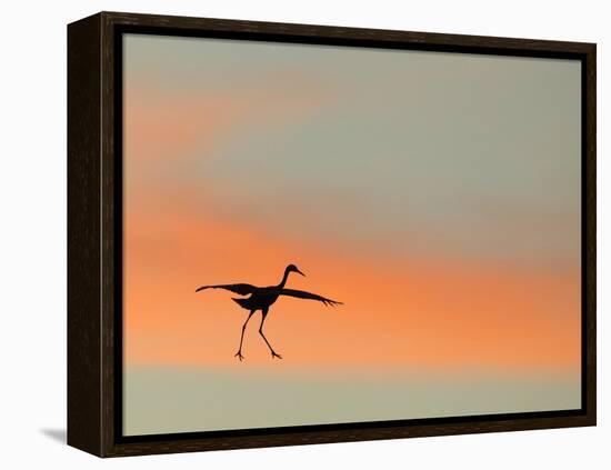 Sandhill Crane (Grus Canadensis) Landing at Sunset. North America-Diane McAllister-Framed Premier Image Canvas