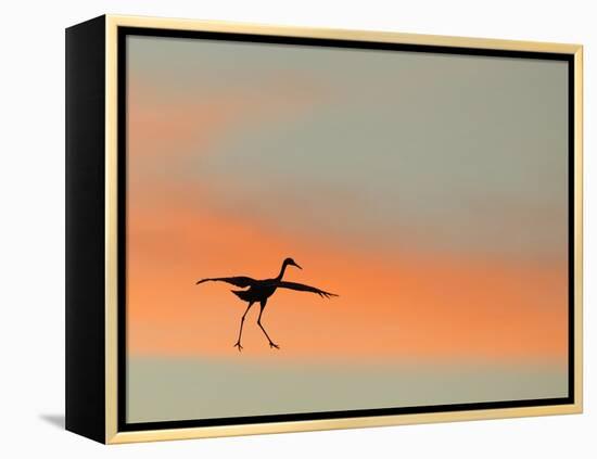 Sandhill Crane (Grus Canadensis) Landing at Sunset. North America-Diane McAllister-Framed Premier Image Canvas