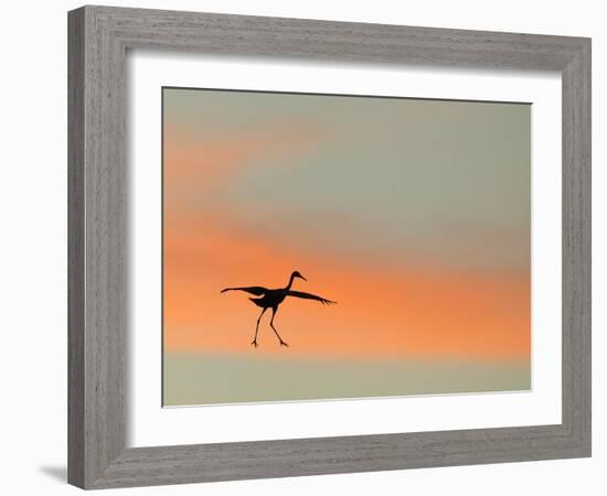 Sandhill Crane (Grus Canadensis) Landing at Sunset. North America-Diane McAllister-Framed Photographic Print