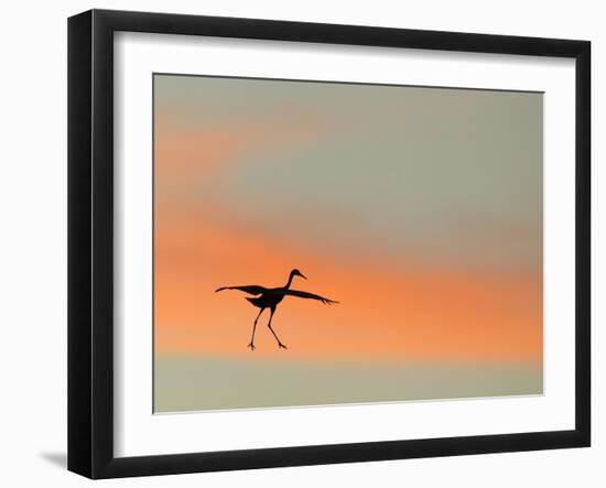 Sandhill Crane (Grus Canadensis) Landing at Sunset. North America-Diane McAllister-Framed Photographic Print