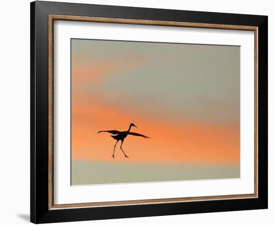 Sandhill Crane (Grus Canadensis) Landing at Sunset. North America-Diane McAllister-Framed Photographic Print