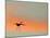 Sandhill Crane (Grus Canadensis) Landing at Sunset. North America-Diane McAllister-Mounted Photographic Print