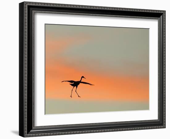 Sandhill Crane (Grus Canadensis) Landing at Sunset. North America-Diane McAllister-Framed Photographic Print