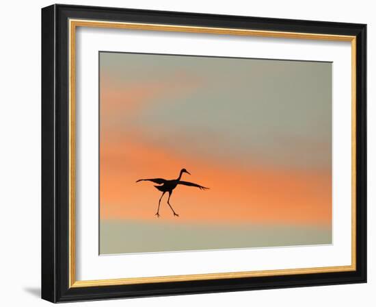 Sandhill Crane (Grus Canadensis) Landing at Sunset. North America-Diane McAllister-Framed Photographic Print